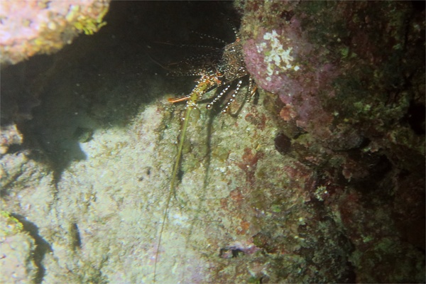 Spiny Lobsters - Spotted Spiny Caribbean Lobster Spiny Lobsters - Spotted Spiny Caribbean Lobster