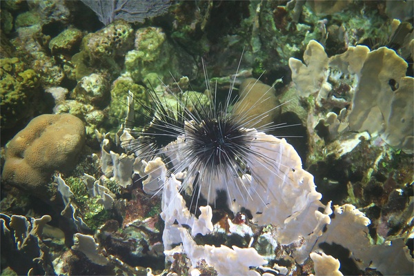 Sea Urchins - Longspine Sea Urchin