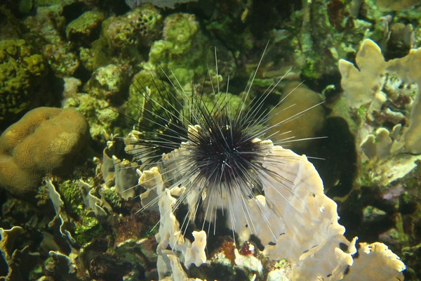 Sea Urchins - Longspine Sea Urchin