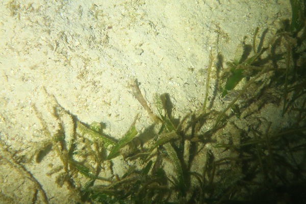 Shrimps - Velvet Shrimp Shrimps - Velvet Shrimp