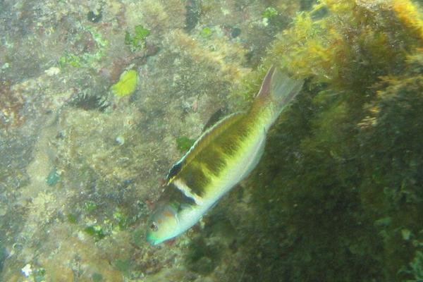 Wrasse - Bluehead Wrasse