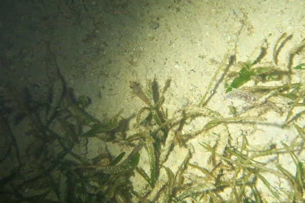 Shrimps - Velvet Shrimp Shrimps - Velvet Shrimp