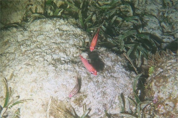 squirrelfish - Reef squirrelfish