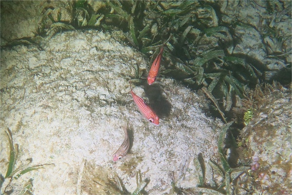 squirrelfish - Reef squirrelfish squirrelfish - Reef squirrelfish