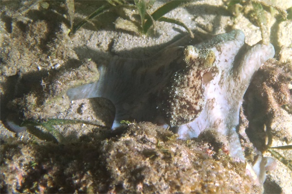 Octopuses - Caribbean Reef Octopus