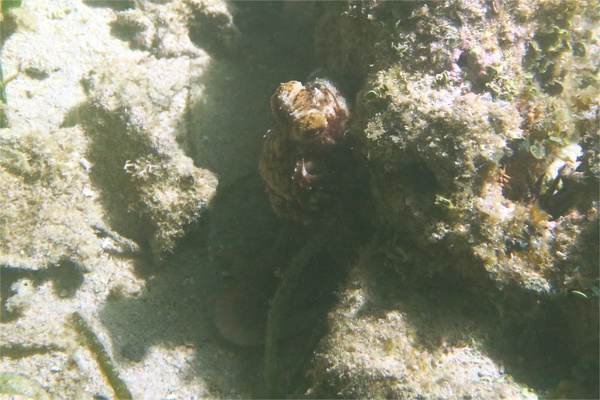 Octopuses - Caribbean Reef Octopus Octopuses - Caribbean Reef Octopus