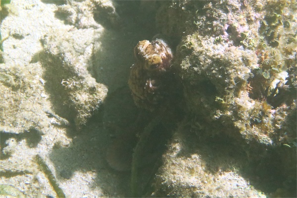 Octopuses - Caribbean Reef Octopus