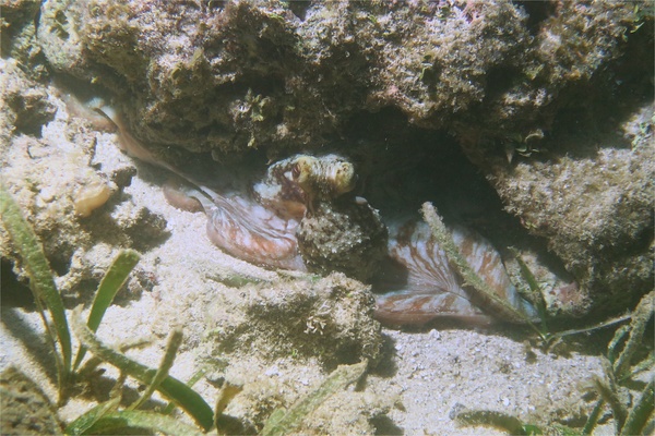 Octopuses - Caribbean Reef Octopus Octopuses - Caribbean Reef Octopus