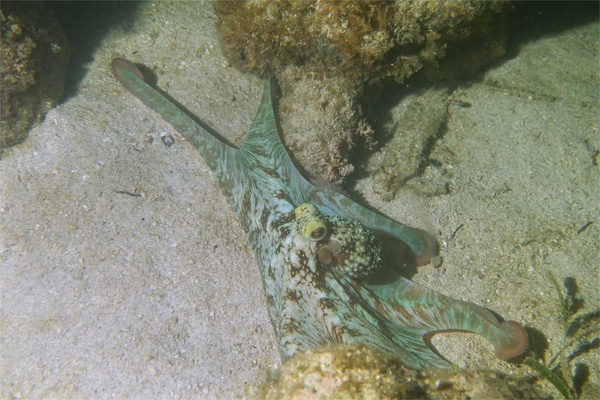 Octopuses - Caribbean Reef Octopus Octopuses - Caribbean Reef Octopus