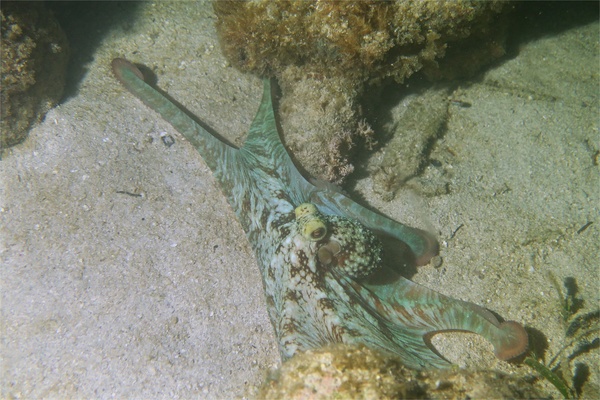 Octopuses - Caribbean Reef Octopus