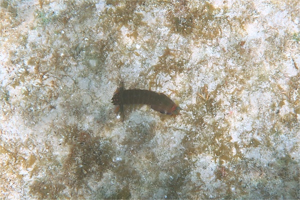 Shrimps - Dark Mantis Shrimp Shrimps - Dark Mantis Shrimp