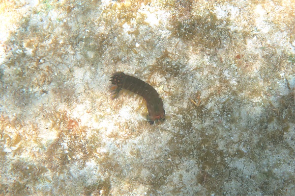 Shrimps - Dark Mantis Shrimp Shrimps - Dark Mantis Shrimp
