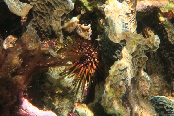 Sea Urchins - Reef Urchin