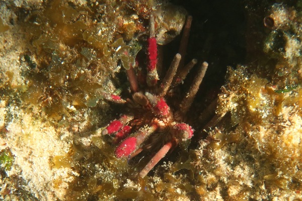 Sea Urchins - Slate Pencil Sea Urchin Sea Urchins - Slate Pencil Sea Urchin
