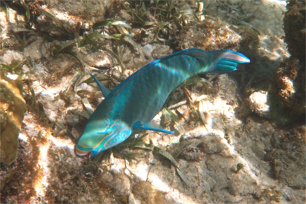 Parrotfish - Queen Parrotfish Parrotfish - Queen Parrotfish