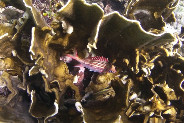 Squirrelfish - Dusky Squirrelfish