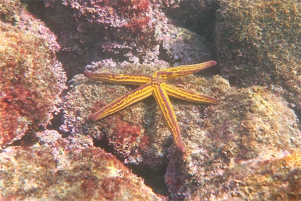 Starfish - Yellow Spotted Star