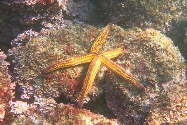 Starfish - Yellow Spotted Star