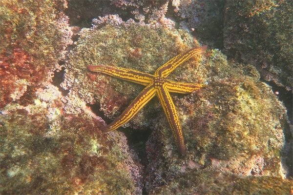 Starfish - Yellow Spotted Star