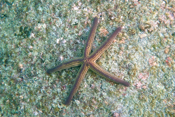 Starfish - Yellow Spotted Star