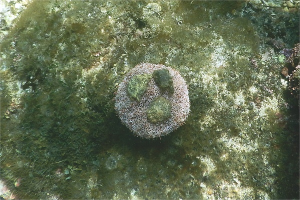 Sea Urchins - Pink Flower Urchin