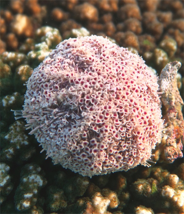 Sea Urchins - Pink Flower Urchin Sea Urchins - Pink Flower Urchin