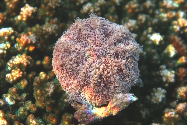 Sea Urchins - Pink Flower Urchin