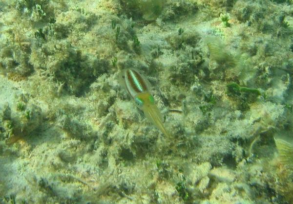 Squid - Caribbean Reef Squid