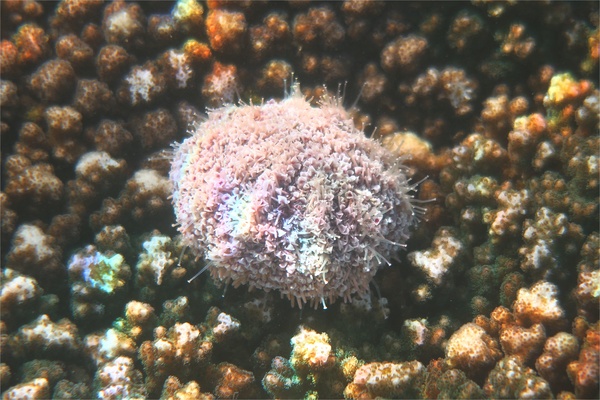 Sea Urchins - Pink Flower Urchin Sea Urchins - Pink Flower Urchin