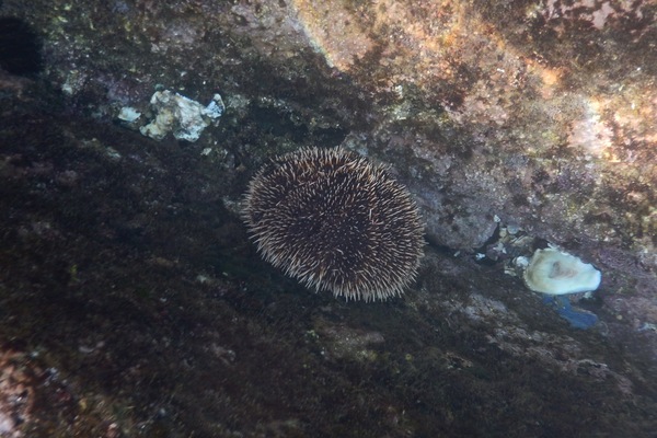 Sea Urchins - White Sea Urchin Sea Urchins - White Sea Urchin