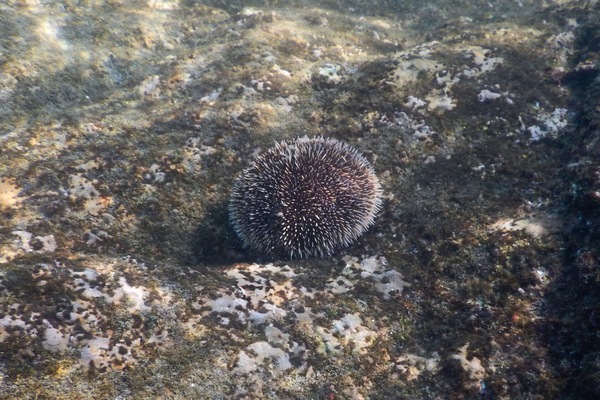 Sea Urchins - White Sea Urchin Sea Urchins - White Sea Urchin