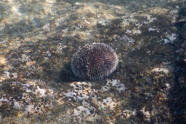 Sea Urchins - White Sea Urchin