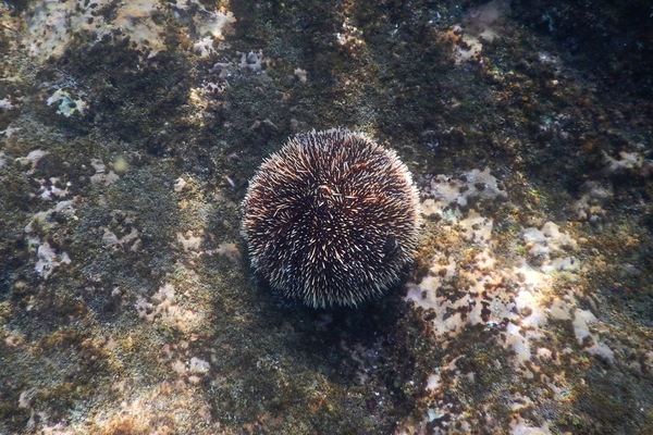 Sea Urchins - White Sea Urchin Sea Urchins - White Sea Urchin