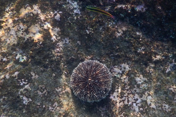 Sea Urchins - White Sea Urchin Sea Urchins - White Sea Urchin