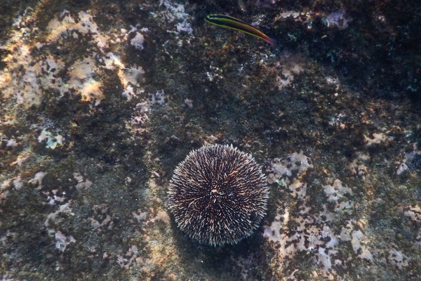 Sea Urchins - White Sea Urchin