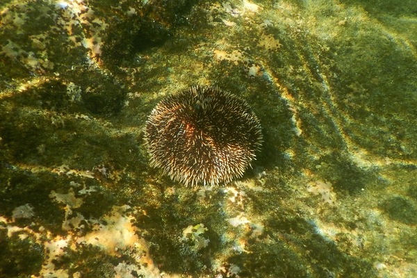 Sea Urchins - White Sea Urchin