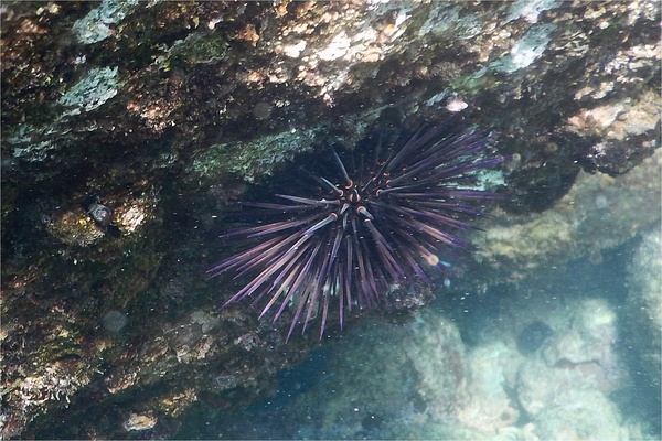 Sea Urchins - Purple Sea Urchin Sea Urchins - Purple Sea Urchin