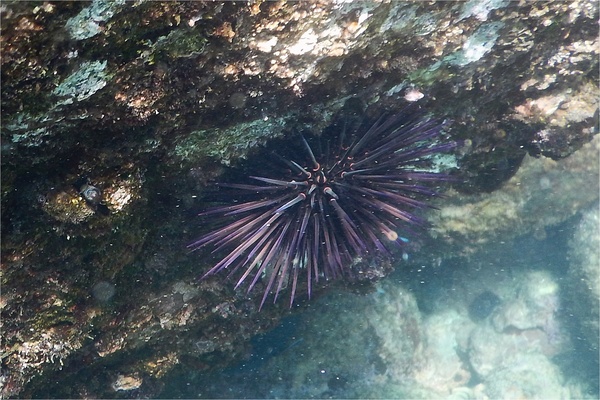 Sea Urchins - Purple Sea Urchin