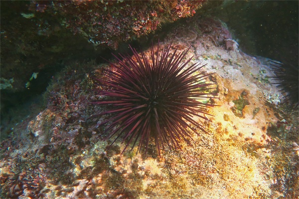 Sea Urchins - Purple Sea Urchin Sea Urchins - Purple Sea Urchin