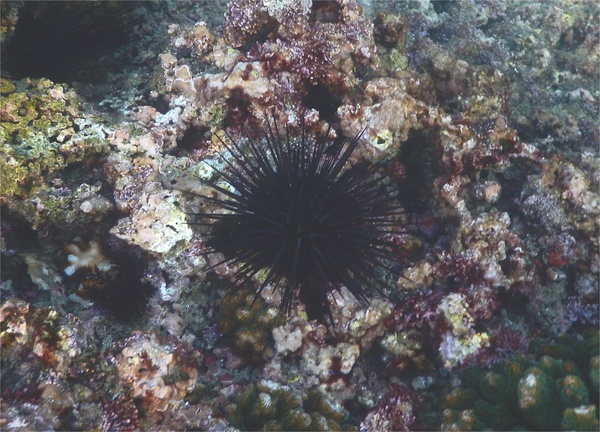 Sea Urchins - Blue-Black Sea Urchin