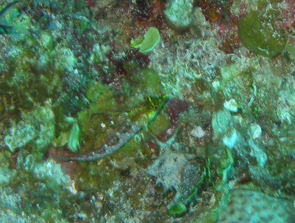 Blennies - Diamond Blenny