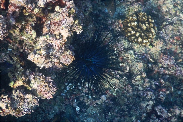 Sea Urchins - Blue-Black Sea Urchin Sea Urchins - Blue-Black Sea Urchin