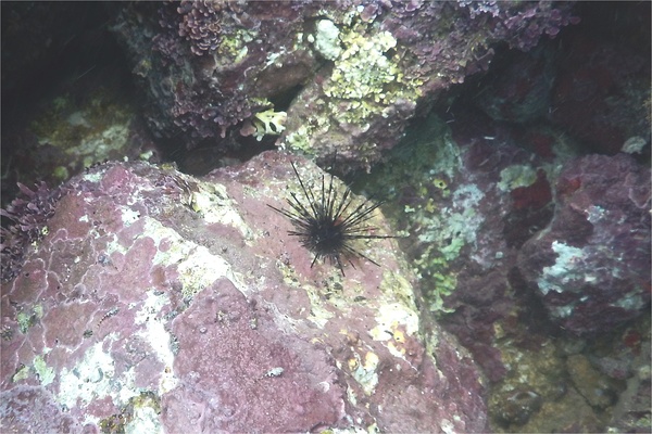 Sea Urchins - Blue-Black Sea Urchin Sea Urchins - Blue-Black Sea Urchin
