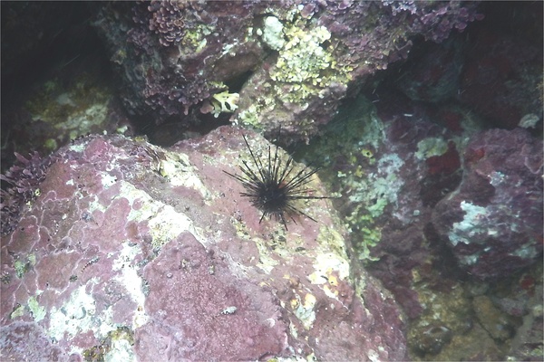 Sea Urchins - Blue-Black Sea Urchin