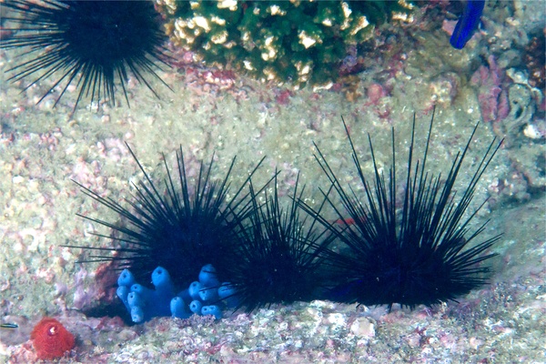 Sea Urchins - Blue-Black Sea Urchin