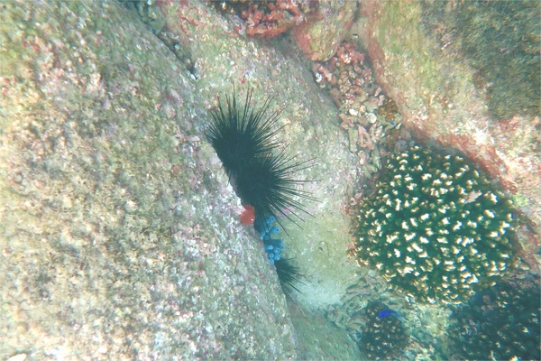 Sea Urchins - Blue-Black Sea Urchin