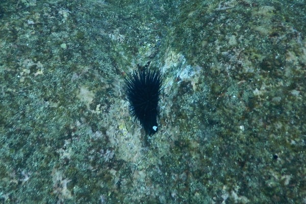 Sea Urchins - Vanbrunti Sea Urchin Sea Urchins - Vanbrunti Sea Urchin