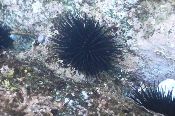 Sea Urchins - Vanbrunti Sea Urchin Sea Urchins - Vanbrunti Sea Urchin