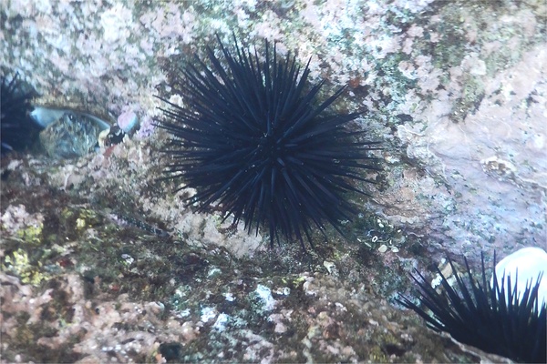 Sea Urchins - Vanbrunti Sea Urchin