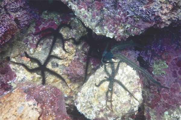 Brittle Star - Ringed Brittle Star